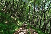 Al Pizzo Grande e al Monte Molinasco da Alino di S. Pellegrino il 25 maggio 2020-FOTOGALLERY